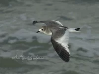 Vorkstaartmeeuw [Xema sabini] - Zuiderhavenhoofd Scheveningen Zuid-Holland (30okt2025)                 
